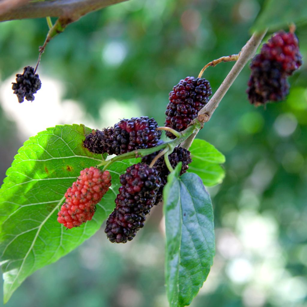 Morus alba Shin Tso - Mûrier blanc