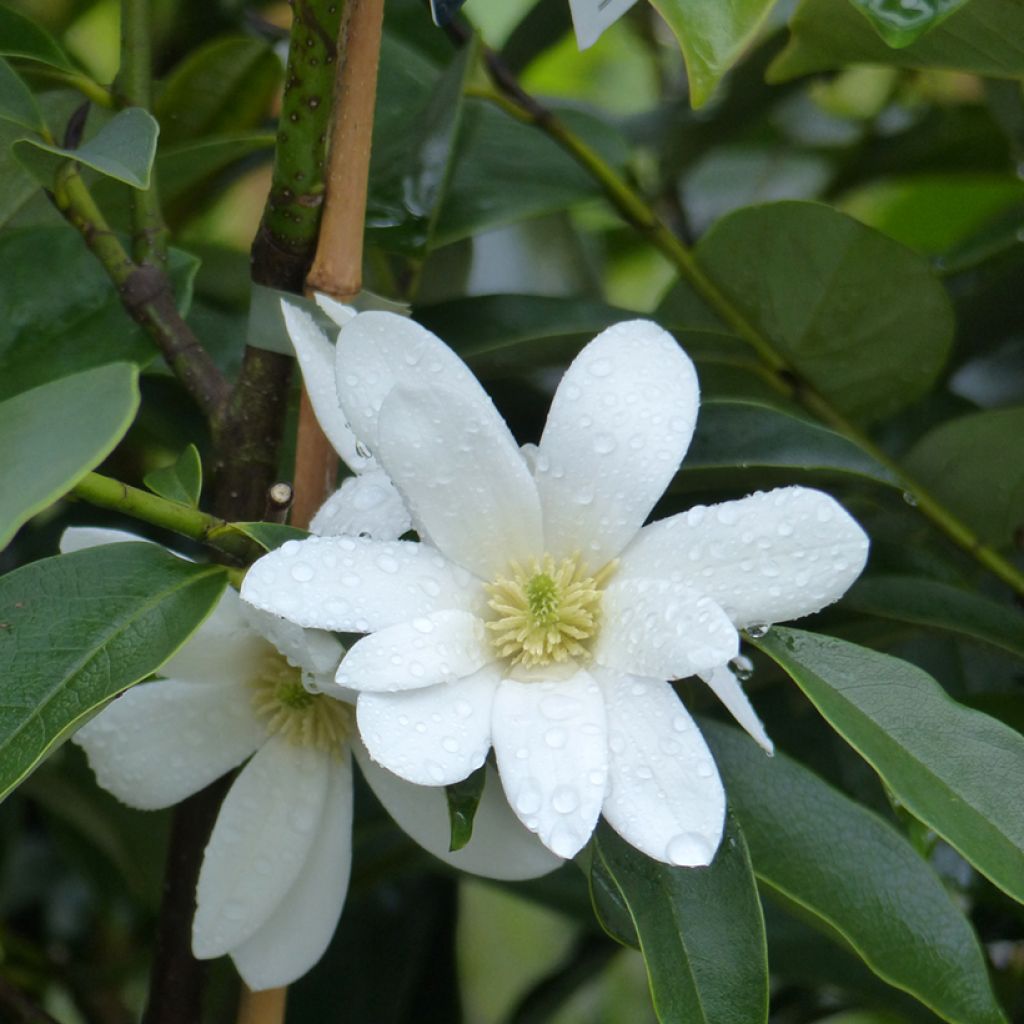 Magnolia Fairy White - Michelia hybride