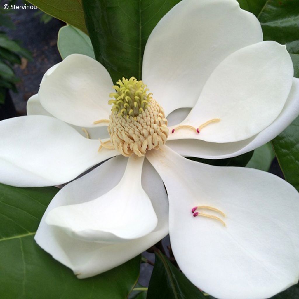 Magnolia grandiflora Mainstreet - Laurier-tulipier