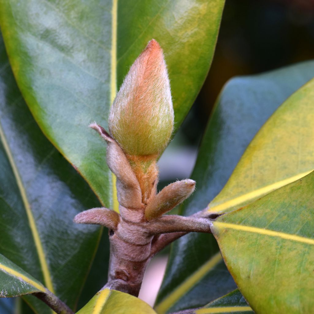 Magnolia grandiflora Victoria - Laurier-tulipier