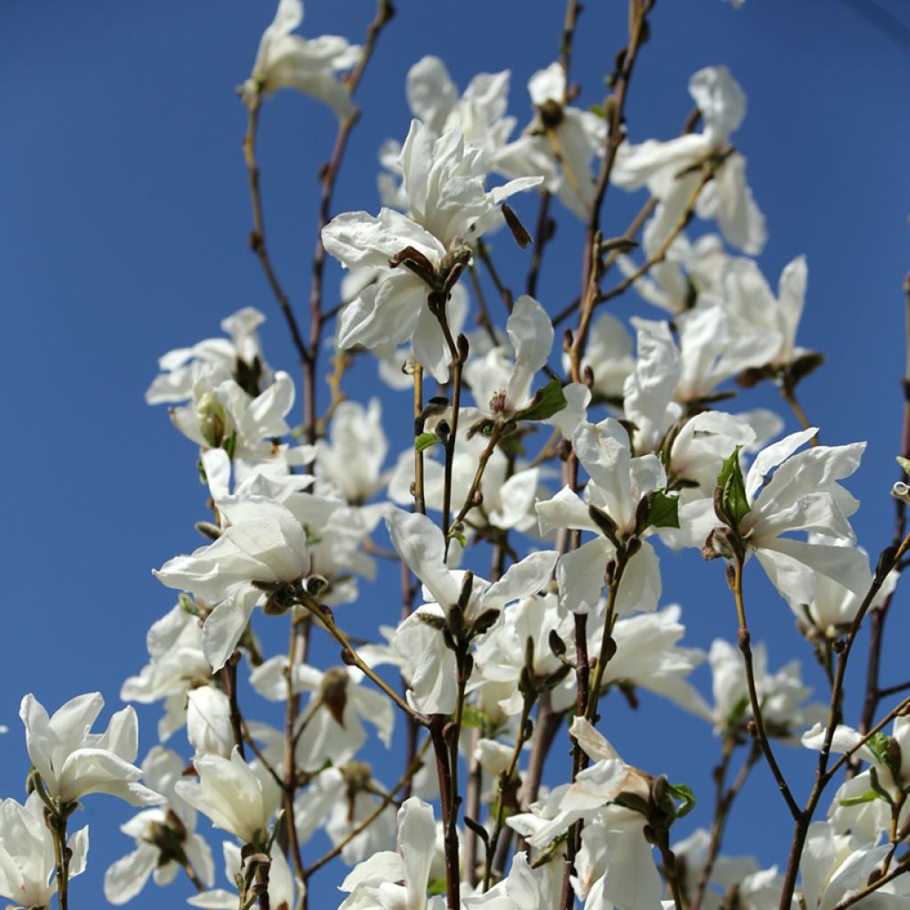 Magnolia kobus Isis - Magnolia de Kobe