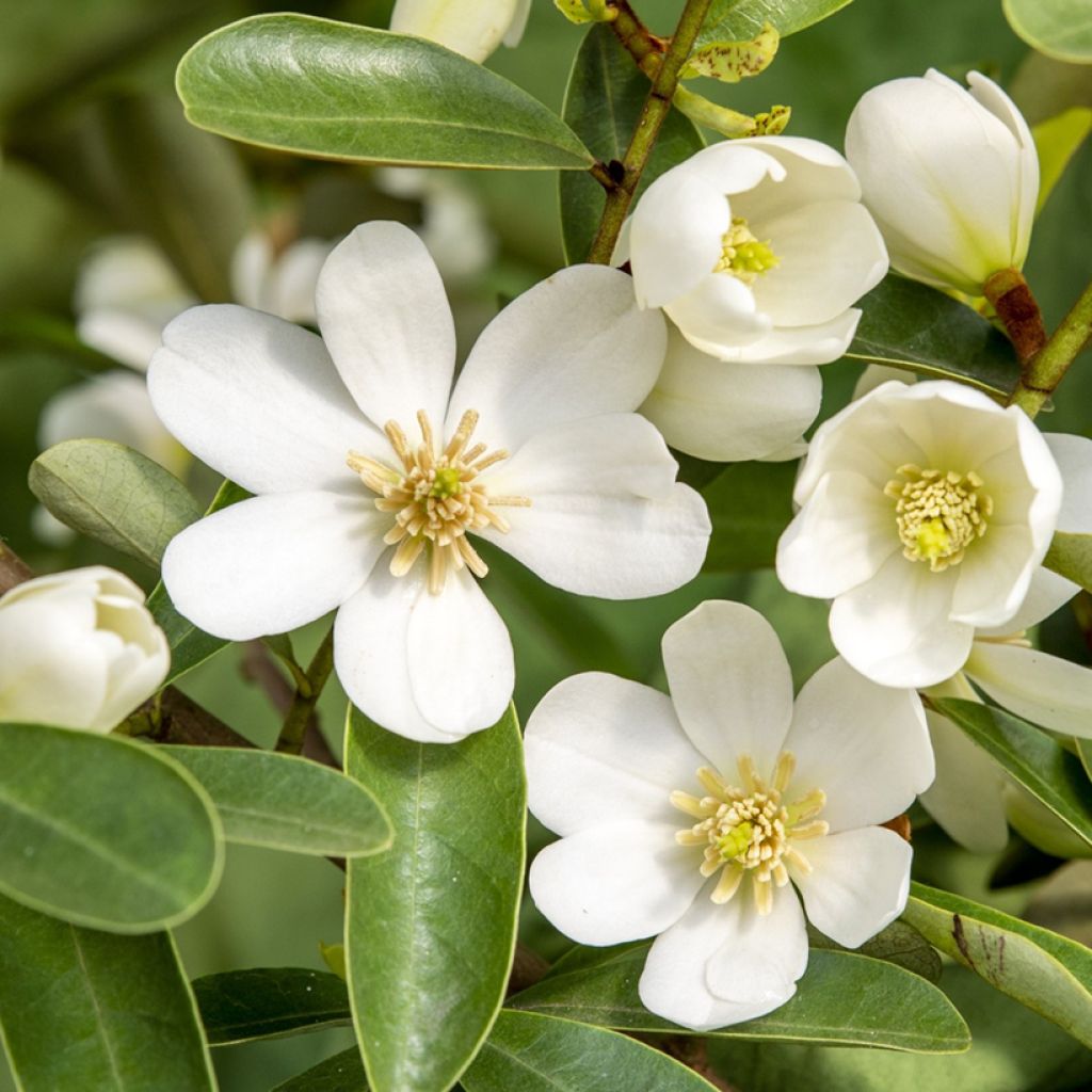 Magnolia laevifolia Vanilla Pearls - Michelia yunnanensis