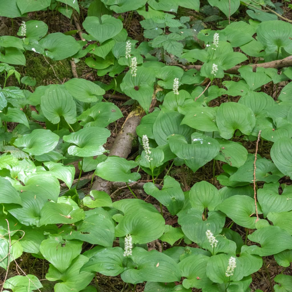 Maianthemum bifolium - Maianthème à deux feuilles