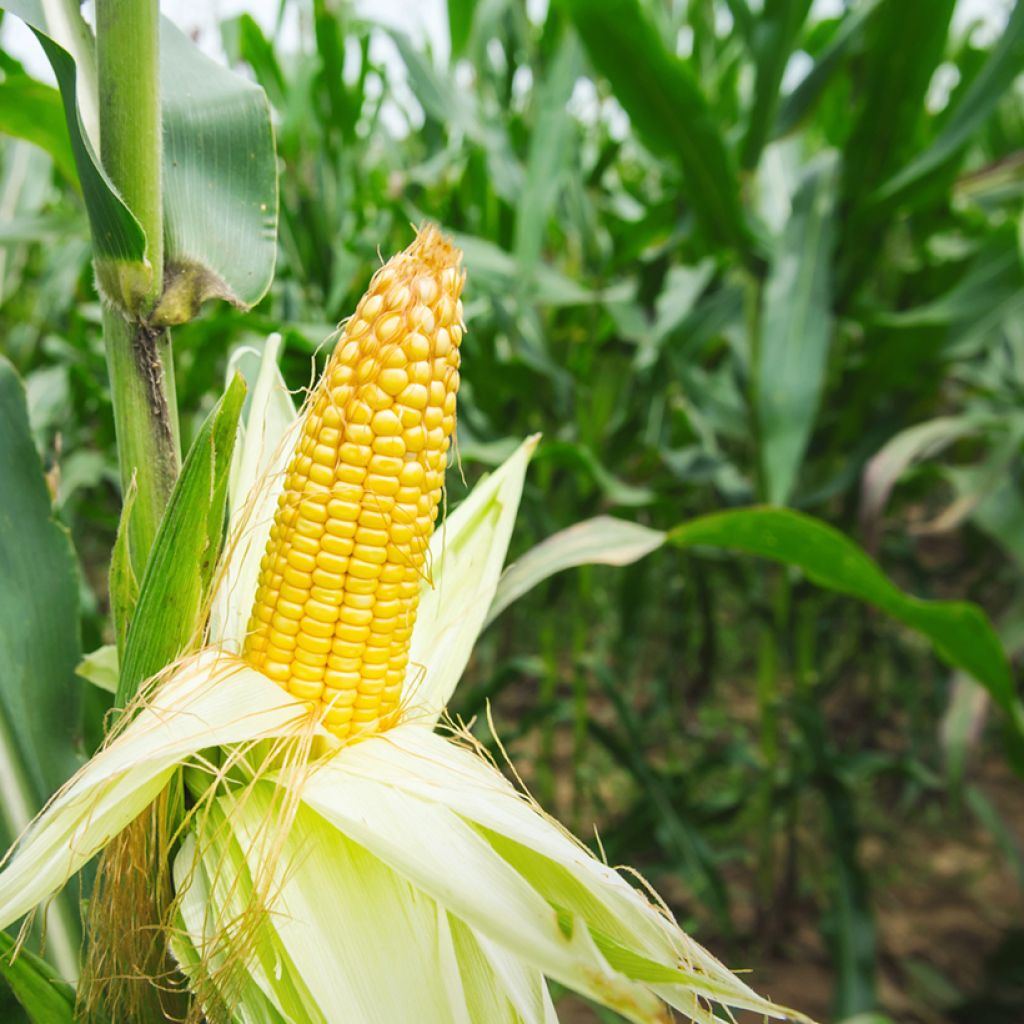 Maïs doux sucré Conquerer F1  - Zea mays