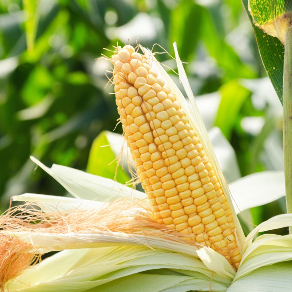 Maïs doux sucré Swift - Zea mays