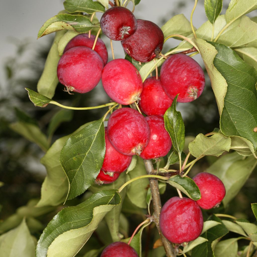 Pommier d'ornement - Malus Dolgo