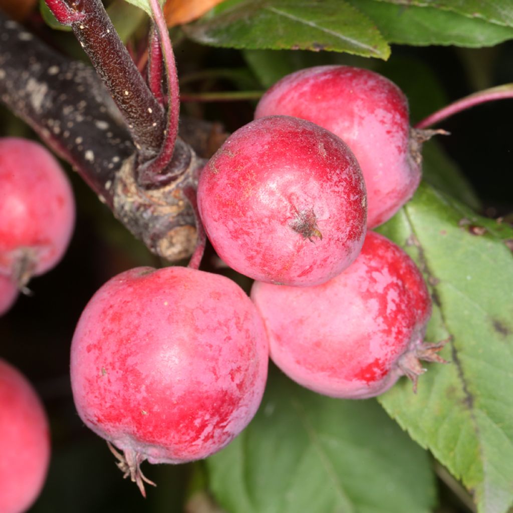 Pommier d'ornement - Malus Eleyi