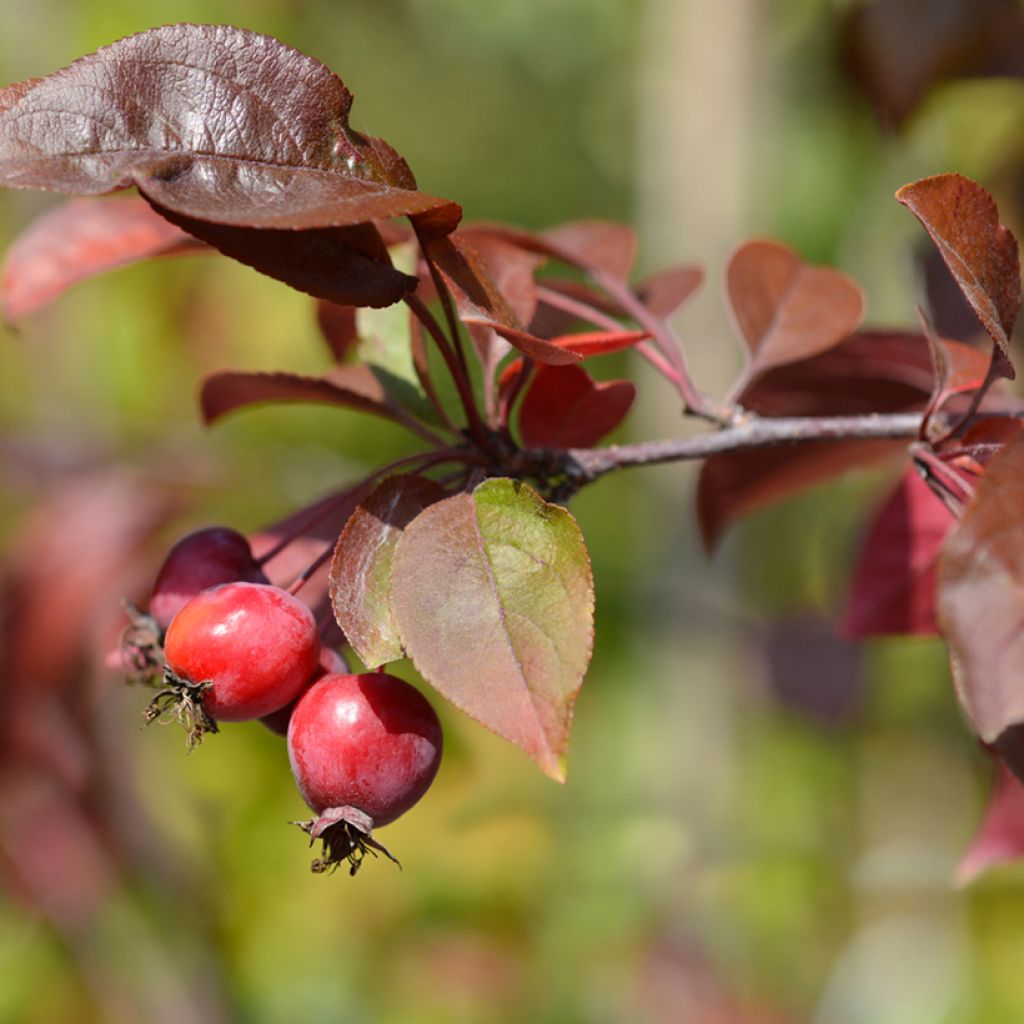 Pommier d'ornement - Malus Eleyi