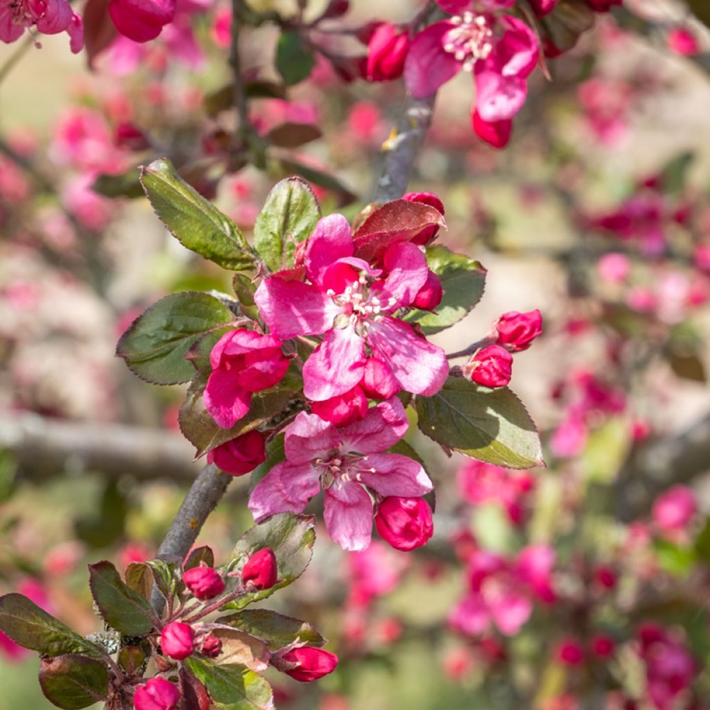 Pommier d'ornement - Malus Eleyi