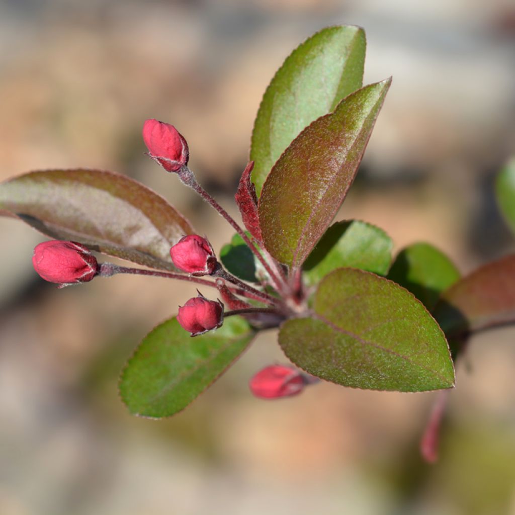 Pommier d'ornement - Malus Eleyi