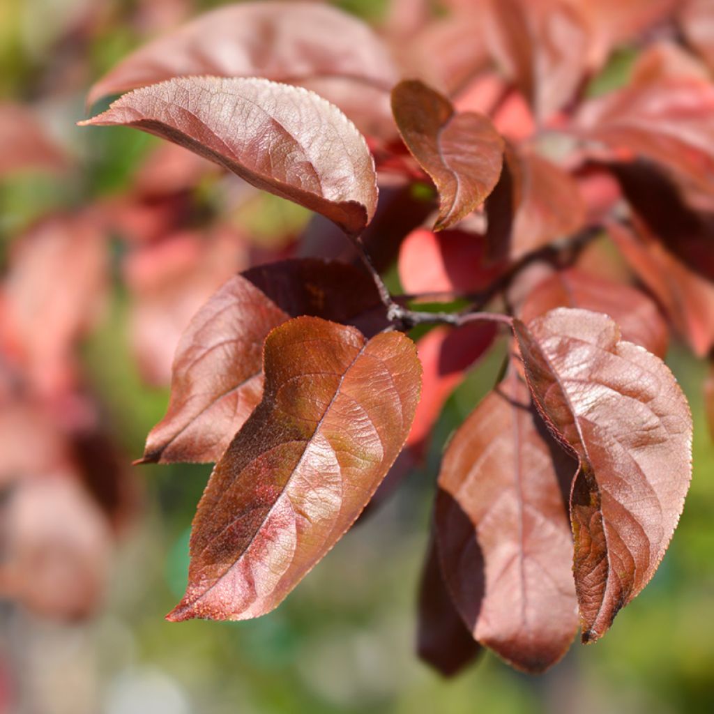 Pommier d'ornement - Malus Eleyi