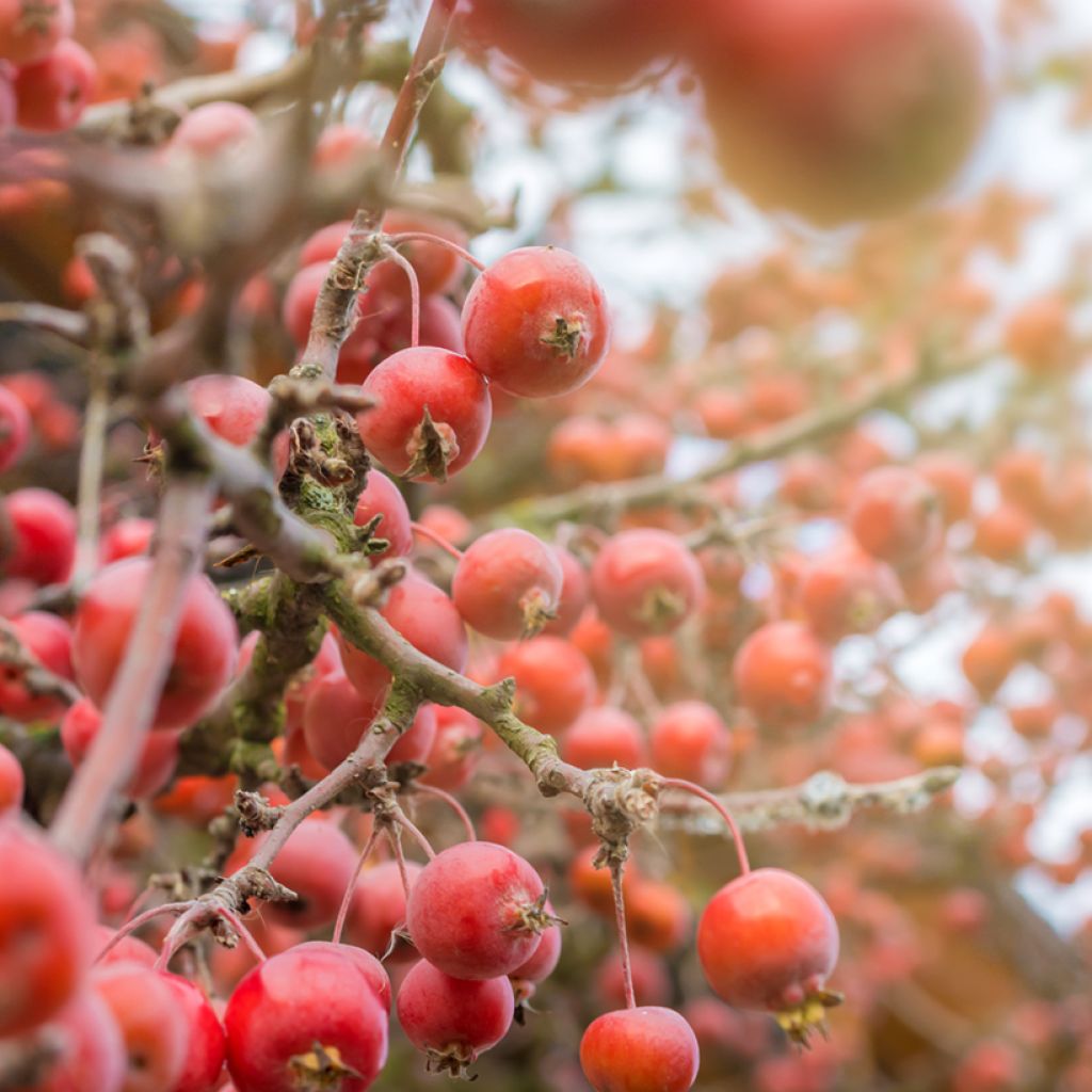 Pommier d'ornement - Malus Eleyi