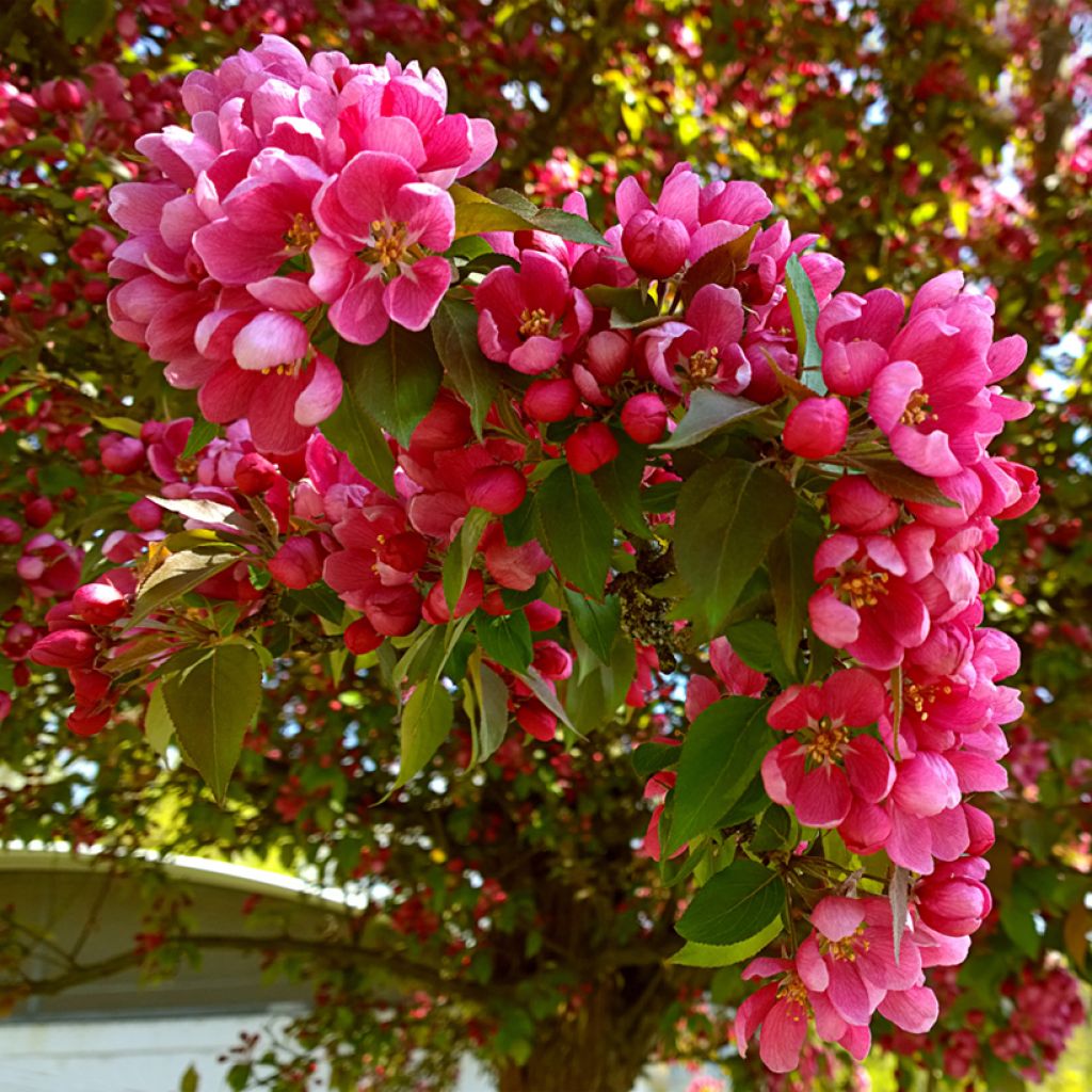 Pommier d'ornement - Malus Eleyi