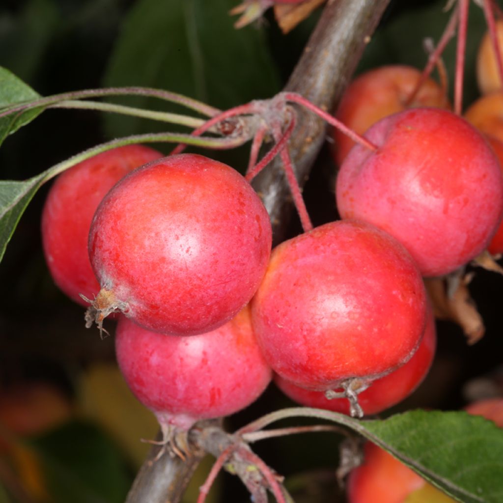 Pommier d'ornement - Malus Hopa