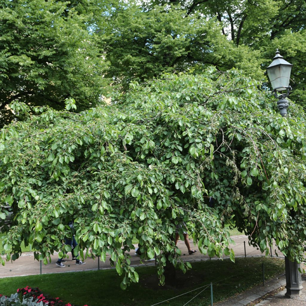 Pommier d'ornement - Malus Hyvingiensis