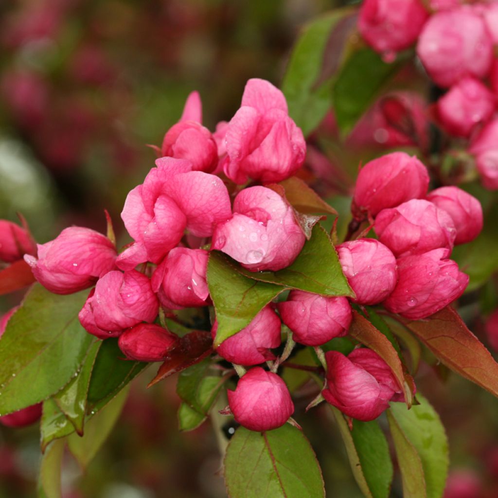 Pommier d'ornement - Malus Ola