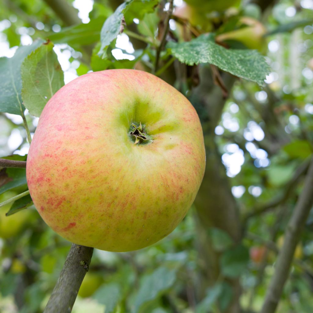 Pommier Bramley's Seedling