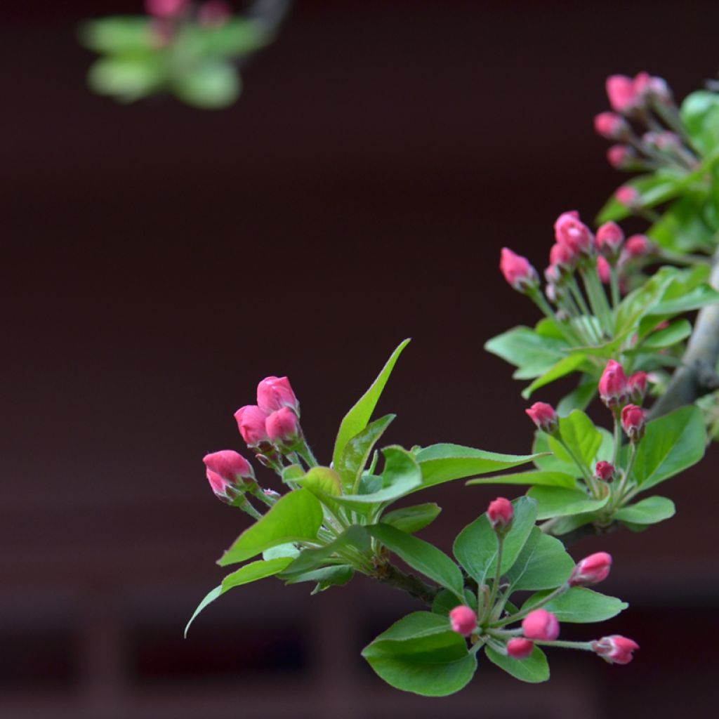 Pommier d'ornement nain Kaido - Malus x micromalus