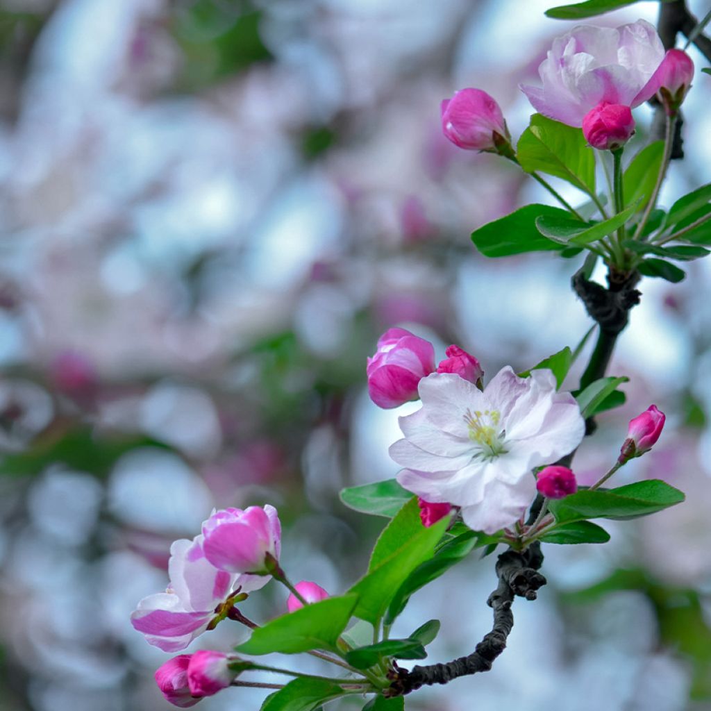 Pommier d'ornement nain Kaido - Malus x micromalus