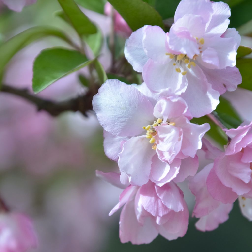 Pommier d'ornement nain Kaido - Malus x micromalus