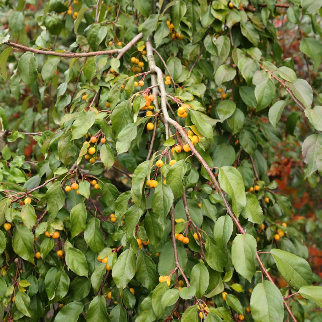 Pommier d'ornement pleureur - Malus sachalinensis Pendula