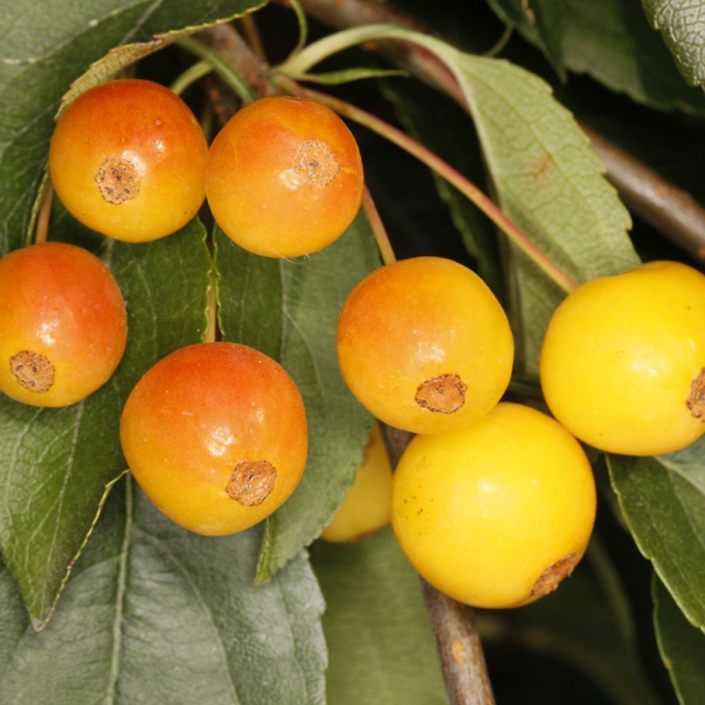 Pommier d'ornement pleureur - Malus sachalinensis Pendula