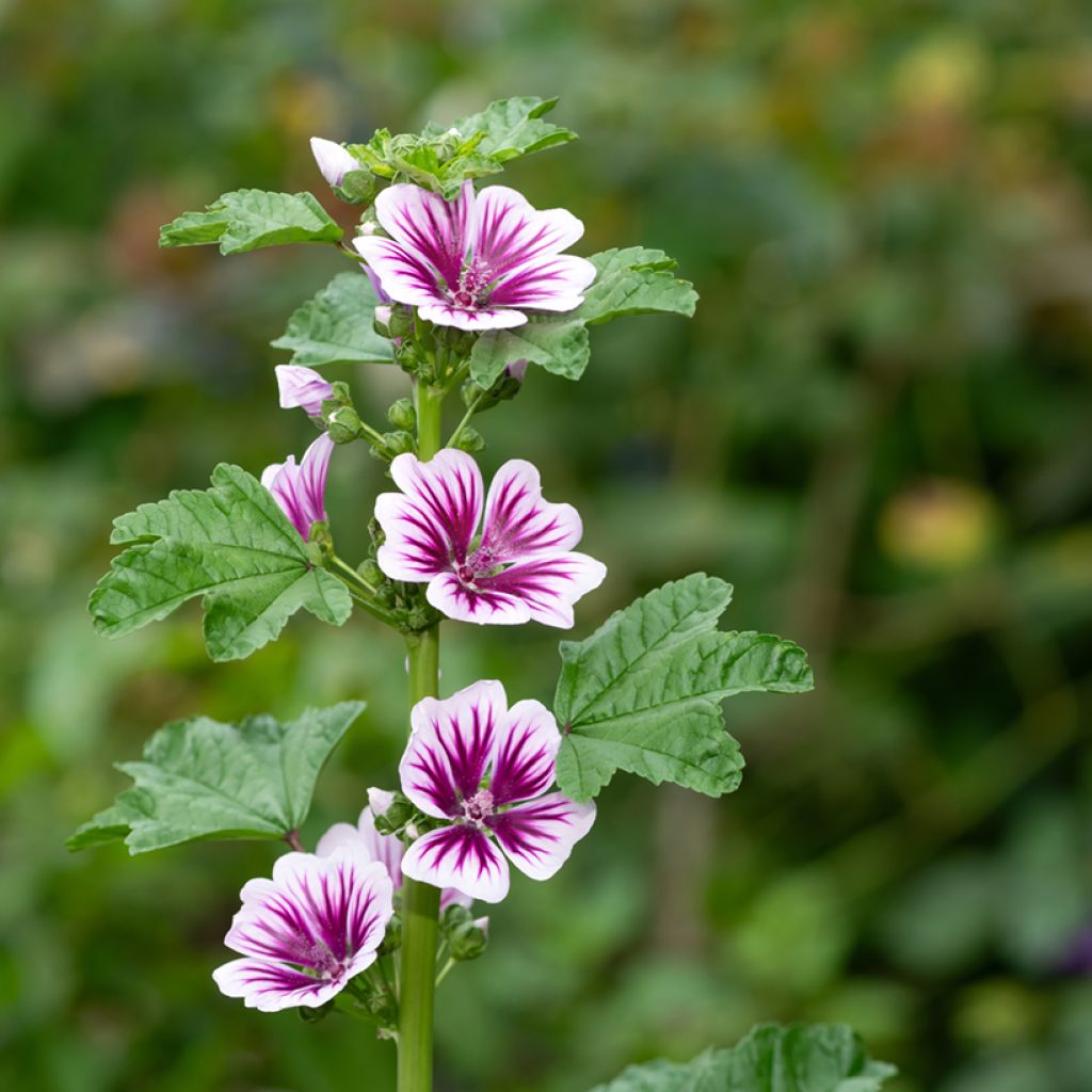 Malva ou Mauve sylvestris Zebrina