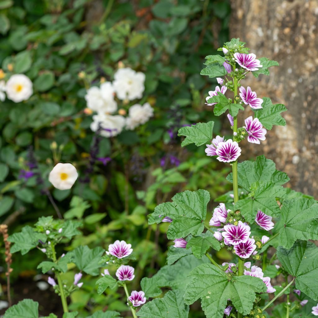 Malva ou Mauve sylvestris Zebrina