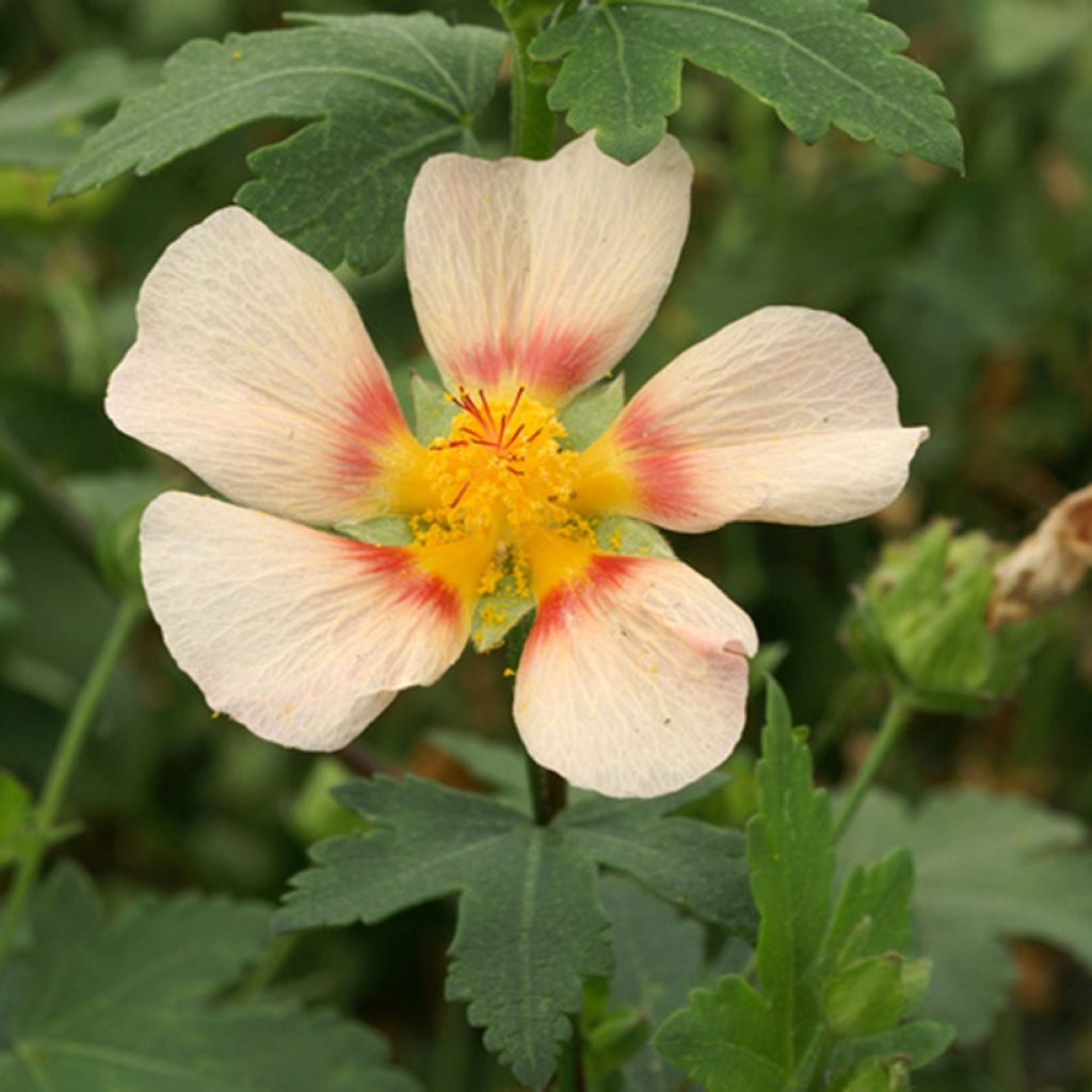 Malvastrum lateritium - Lavatère rampante