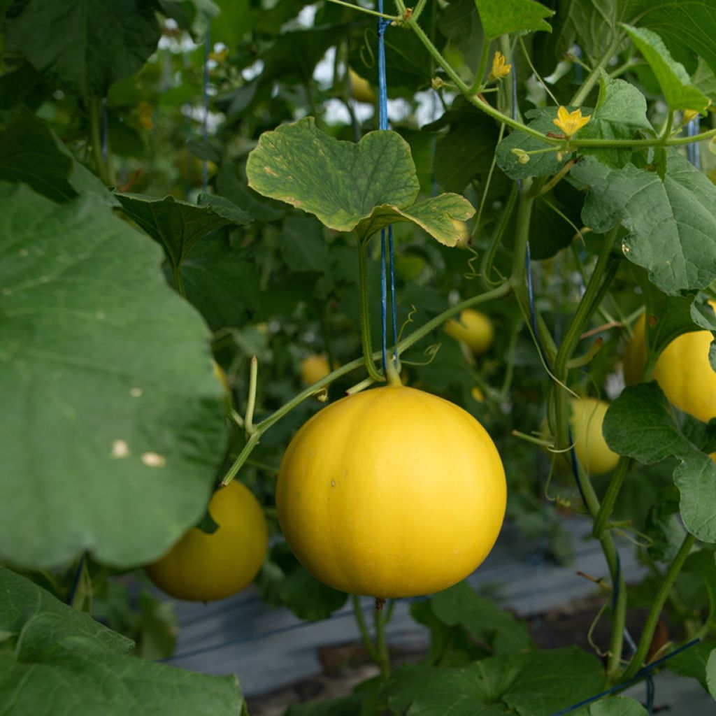 Melon Boule d'Or Bio - Ferme de Sainte Marthe