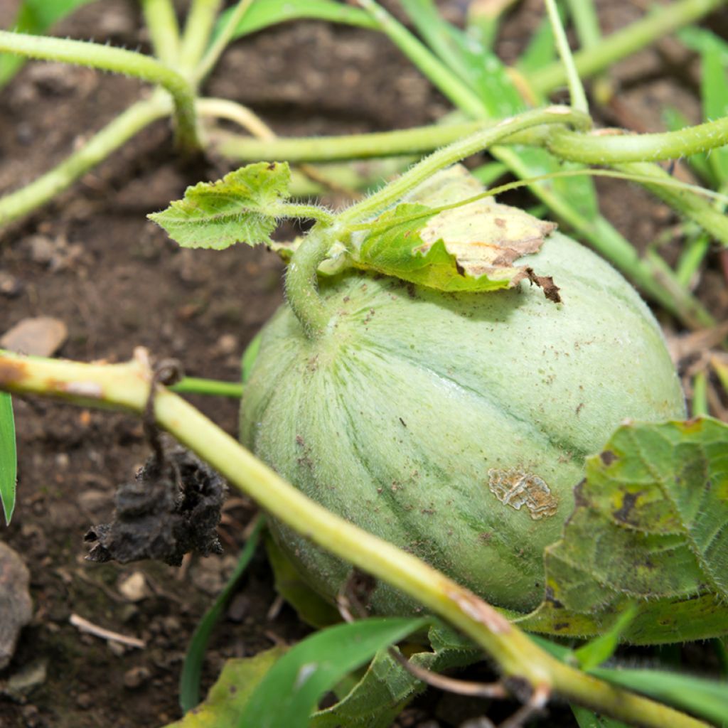 Melon Charentais - Vilmorin