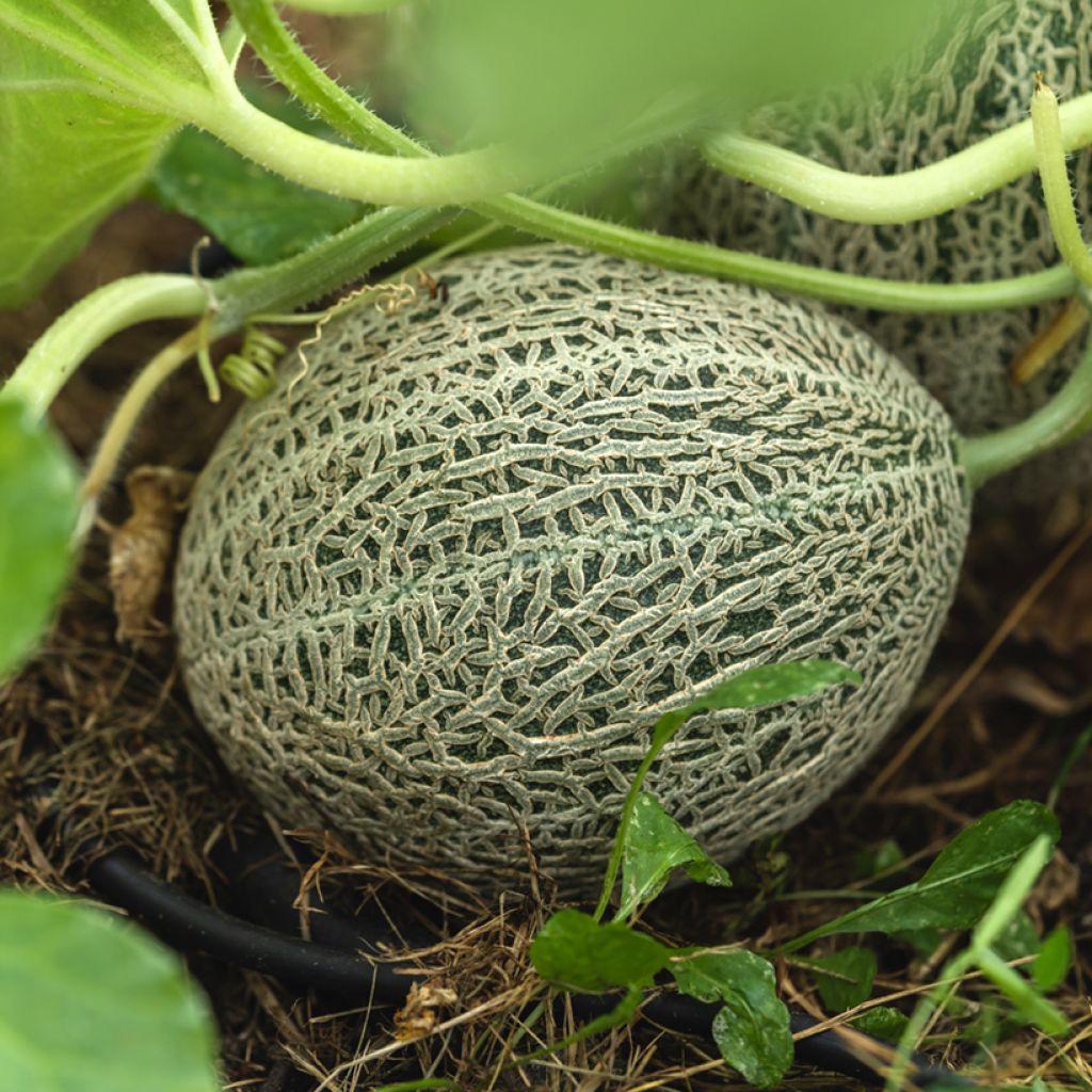 Melon Honey Bun F1 en plant