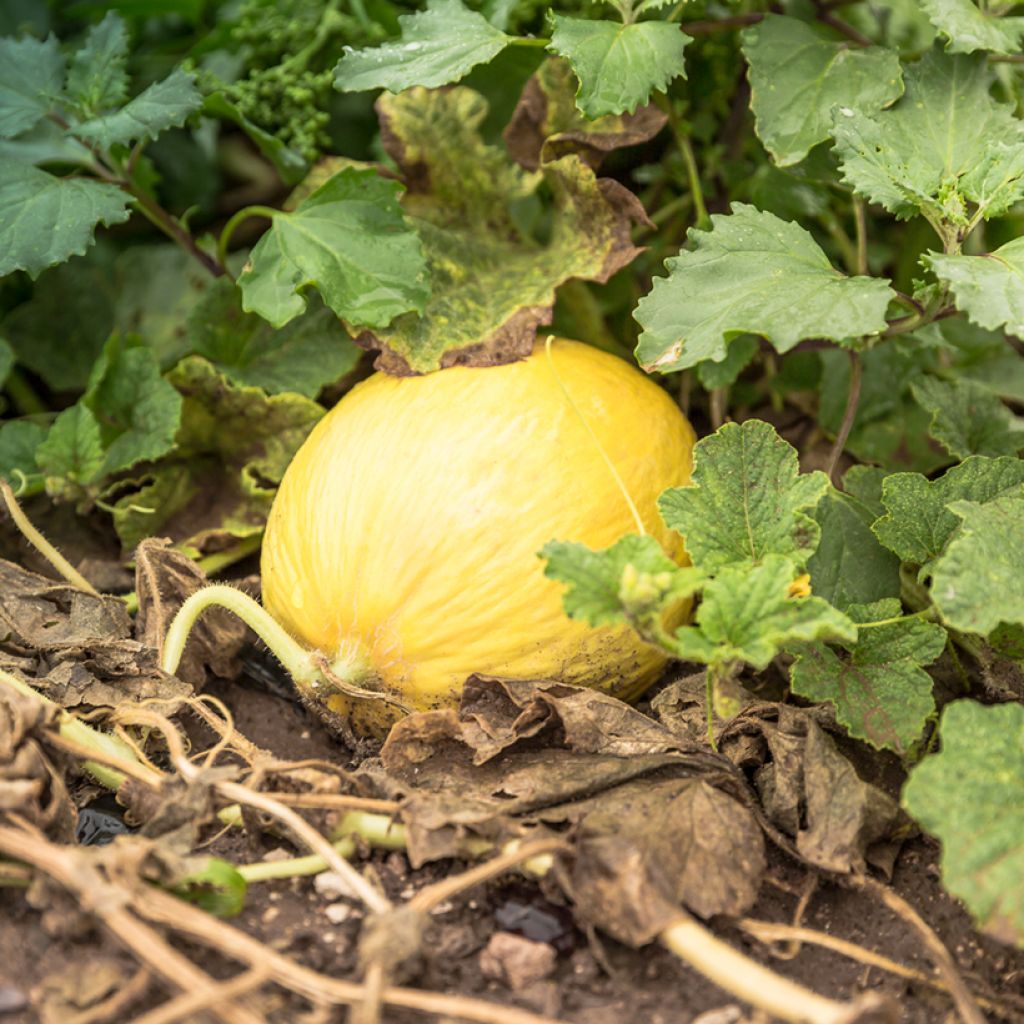 Melon Jaune Canari 2 