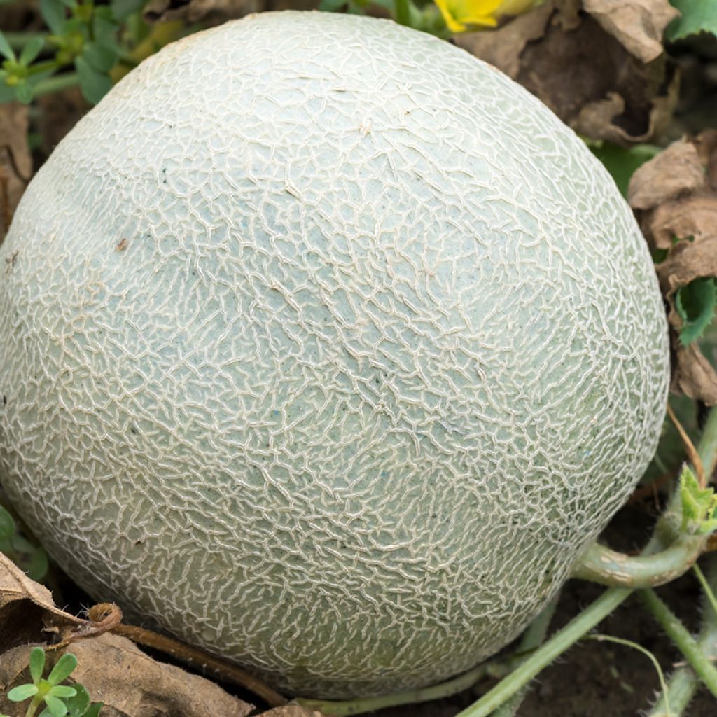 Melon Sucrin de Tours Bio - Ferme de Sainte Marthe