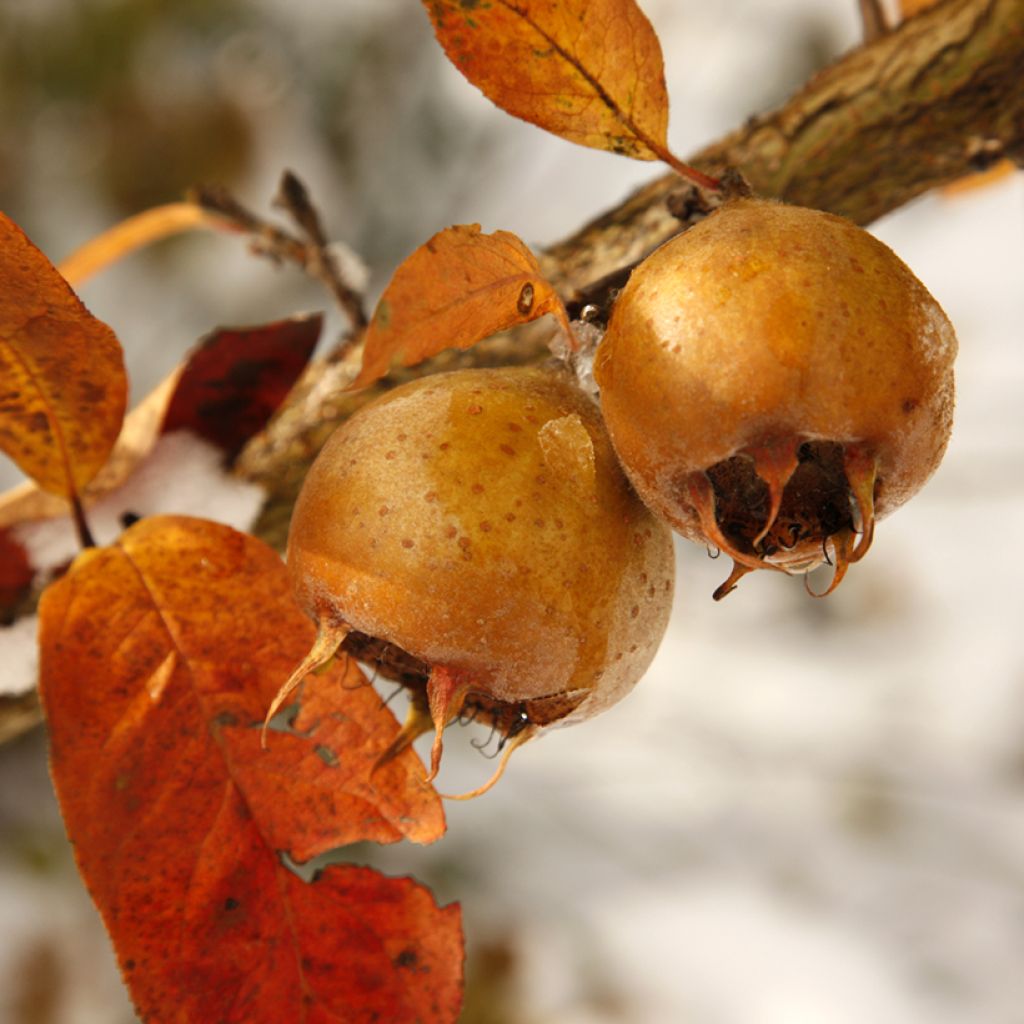 Néflier d'Allemagne - Mespilus germanica Macrocarpa