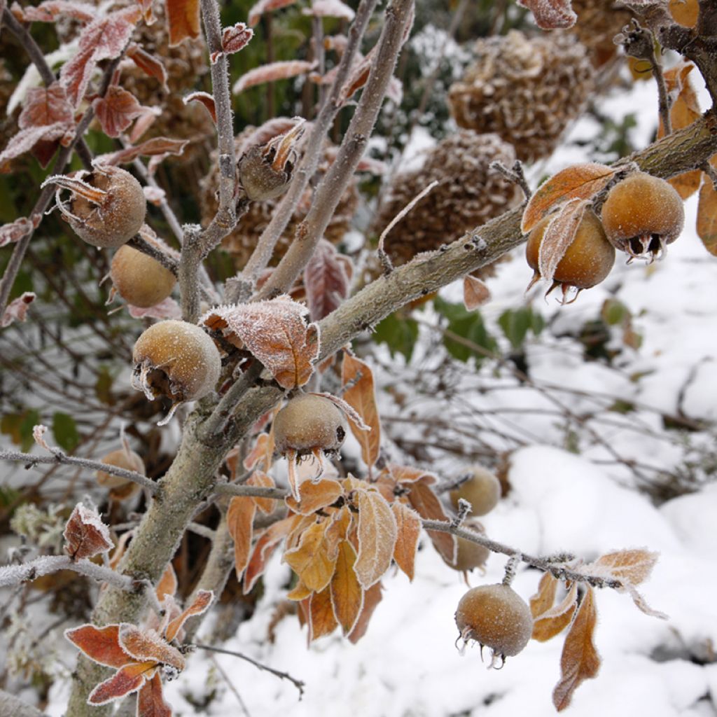 Néflier d'Allemagne - Mespilus germanica Macrocarpa