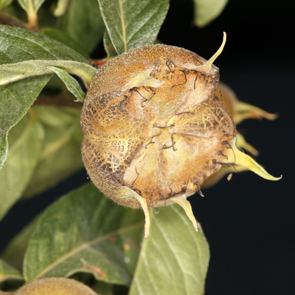 Néflier d'Allemagne - Mespilus germanica Macrocarpa