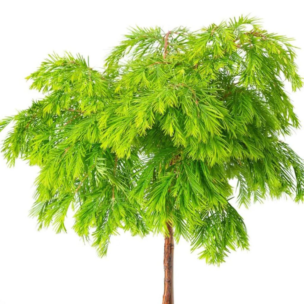 Metasequoia glyptostroboides Matthaei Broom - Séquoia de Chine nain