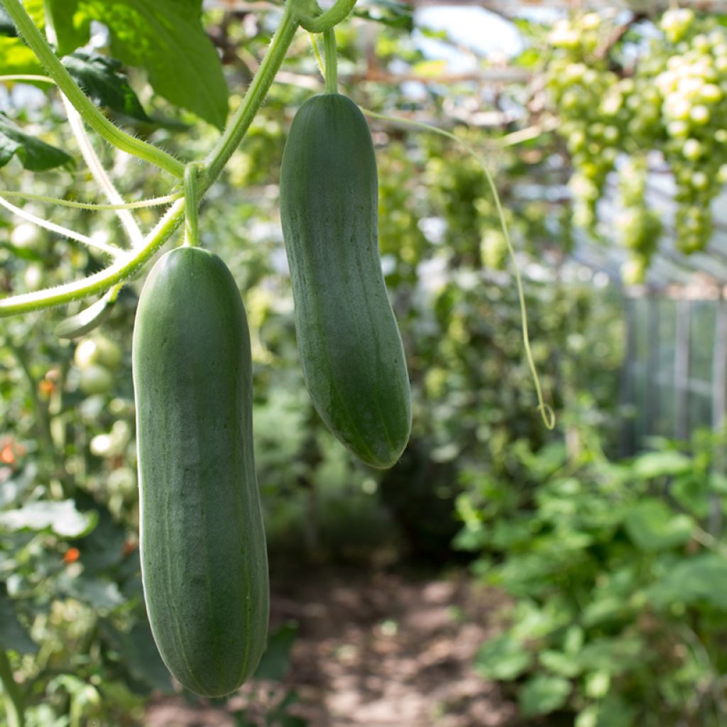 Mini Concombre Broumana F1 - Cucumis sativus