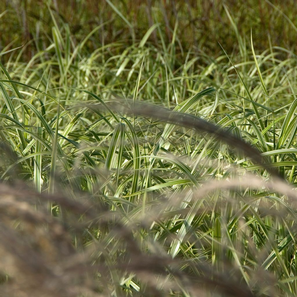 Miscanthus sinensis Adagio - Roseau de Chine