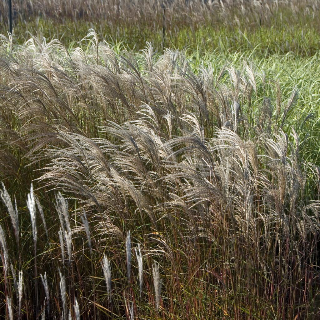 Miscanthus sinensis Adagio - Roseau de Chine