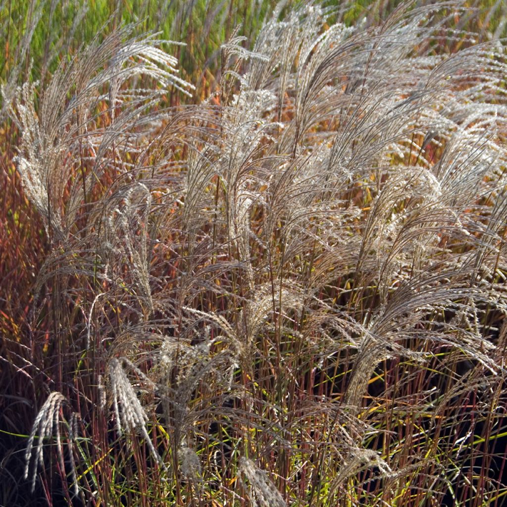 Miscanthus sinensis Flamingo - Eulalie - Roseau de Chine