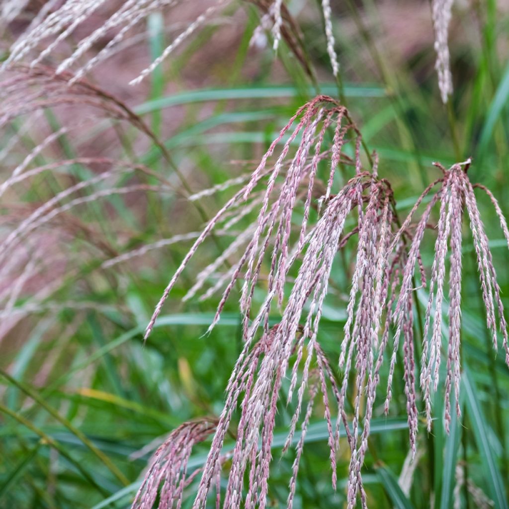 Miscanthus sinensis Flamingo - Eulalie - Roseau de Chine