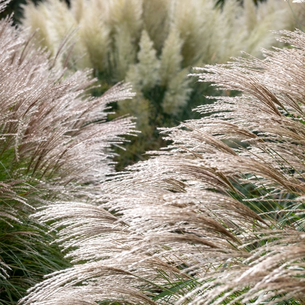 Miscanthus sinensis Flamingo - Eulalie - Roseau de Chine