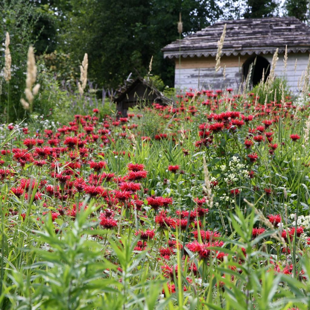 Monarda Gardenview Scarlet - Bergamote écarlate