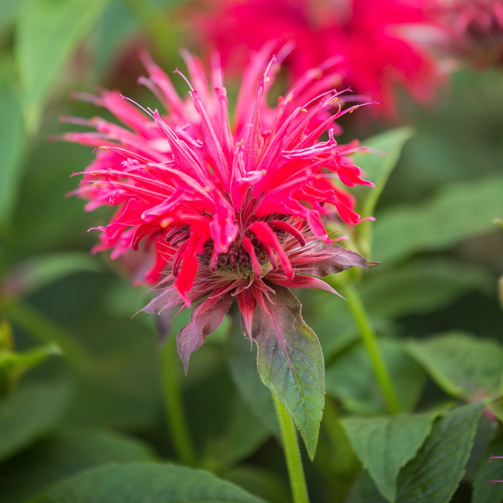 Monarde didyma Pink Supreme - Bergamote rose-rouge