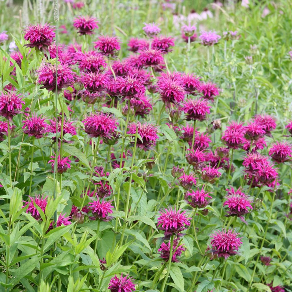 Monarde Heidelerche - Bergamote rose-rouge