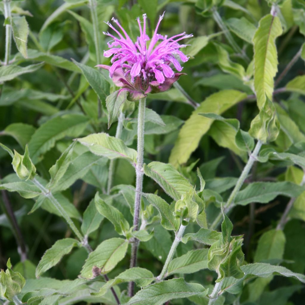 Monarde Mohawk - Bergamote violet-pourpre