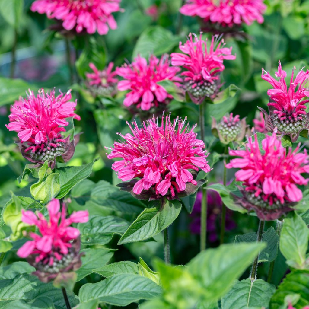 Monarde Pink Lace - Bergamote compacte, rose foncé