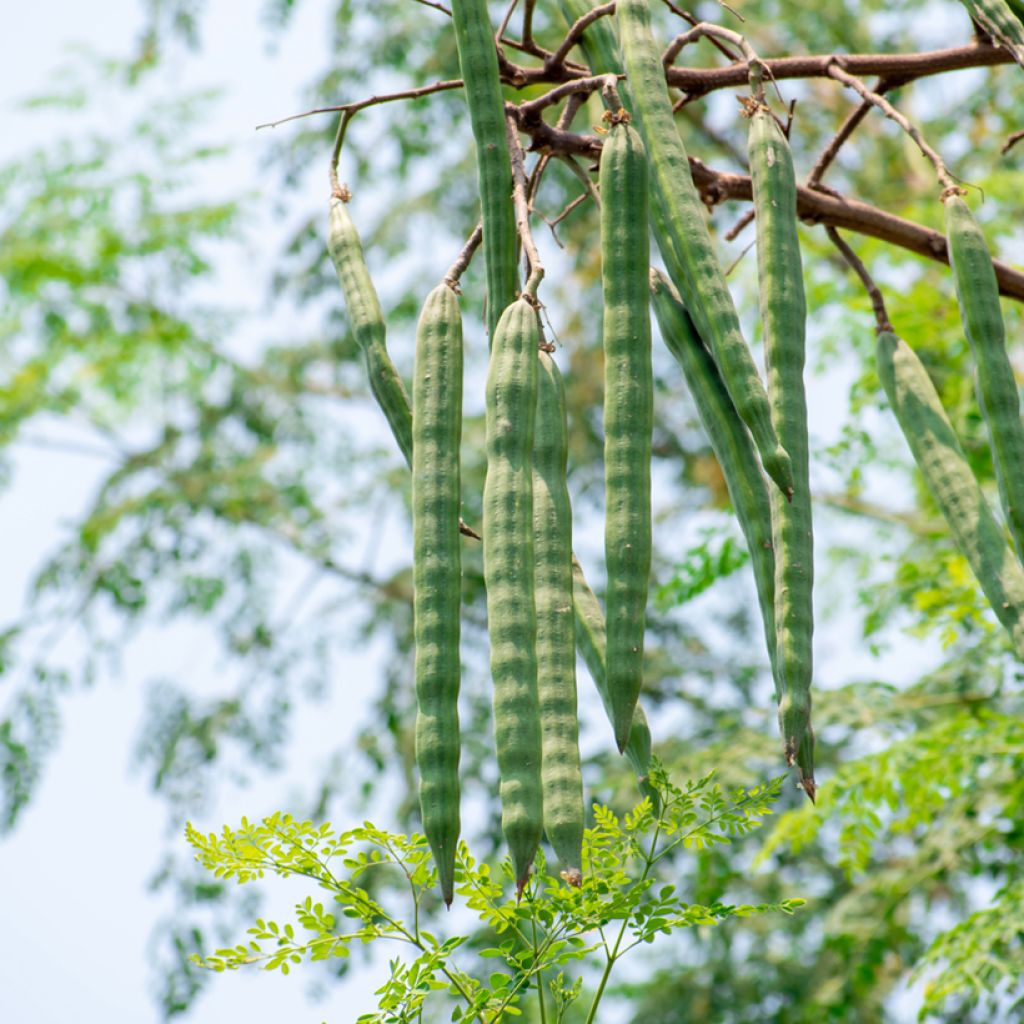 Moringa oleifera - Arbre de vie